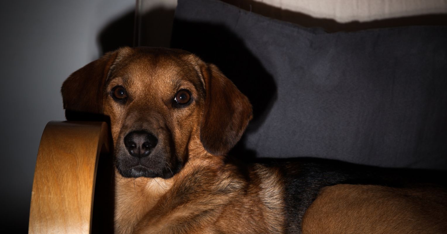 Herding Breeds Love TV: What Dogs Really Watch by Age